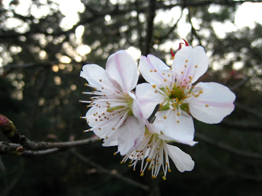 http://lh3.google.com/anikox/R-BsRSBpOHI/AAAAAAAABmc/jT4gyGPtWP4/IMG_2009.JPG?imgmax=512