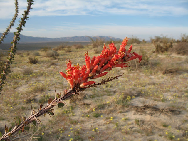 Ocotillo on Egg Mountain in Anza Borrego