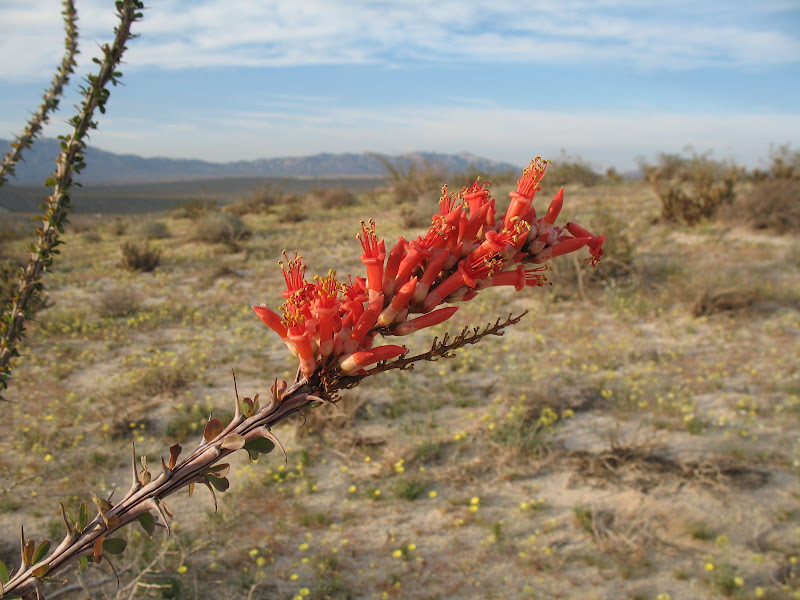 Ocotillo on Egg Mountain in Anza Borrego