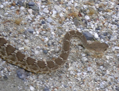 Anza Borrego - Rattlesnake in Carrizo Gorge