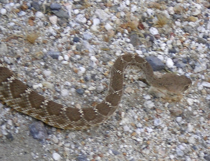 Rattlesnake in Anza Borrego Carrizo Gorge
