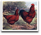 Rhode_island_red_1915_lithograph_thumbnail.png