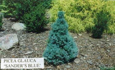 Pinus parviflora 'Sander's Blue' Pinus parviflora 'Sander's Blue'