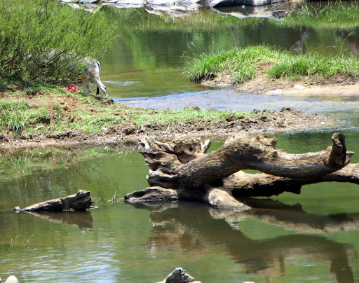 Kabani river