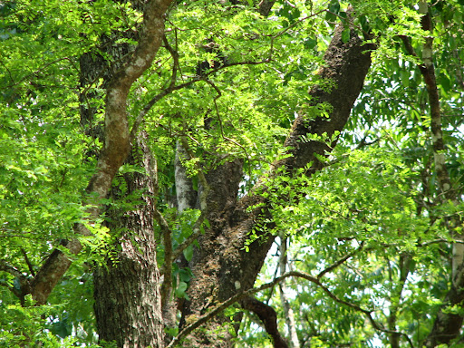 In vettathoor forest