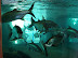 Peces del Acuario Peces del Acuario