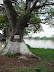 Árbol a la orilla del Magdalena