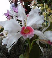 Exposición Orquídeas 2005 Exposición Orquídeas 2005