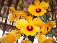 Exposición Orquídeas 2005
