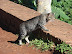 Gatos Gatos