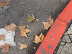 Otoño en Montevideo