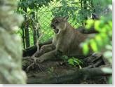 cougar