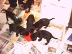 Patru catelusi in cautare de stapan