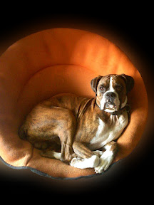 Bubba in his chair Bubba in his chair