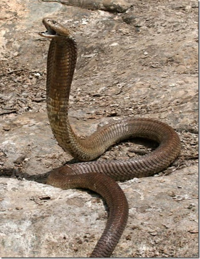 longest spitting cobra naja ashei picture