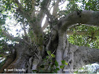 Banyan Tree - Yelagiri