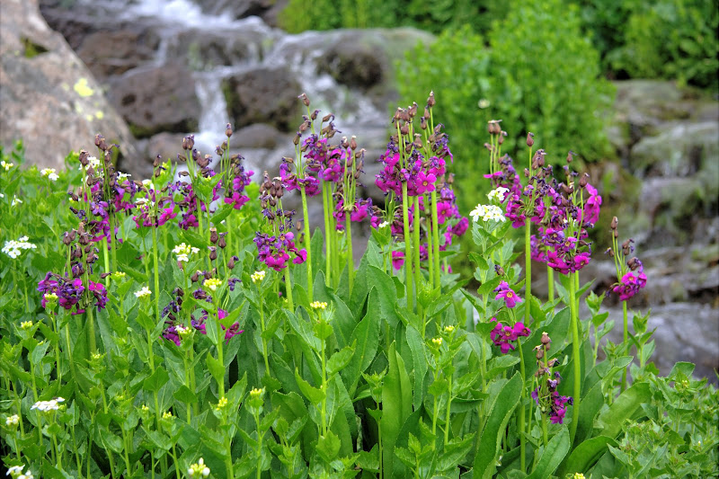 Purple Flowers