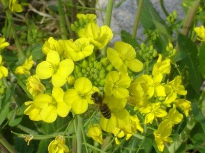 菜の花にミツバチ