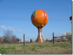 Peach in South Carolina