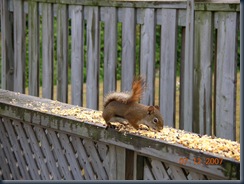 little brown squirrel