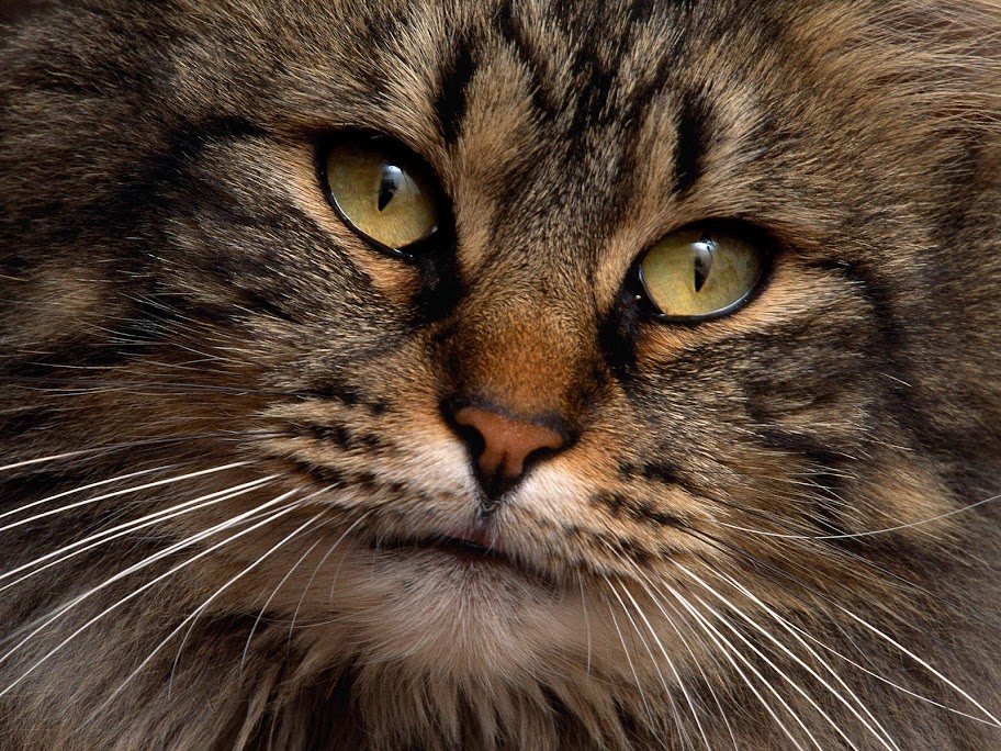 Meow Meow cat Meow Meow (30).jpg MeowMeow -  http://henku.info