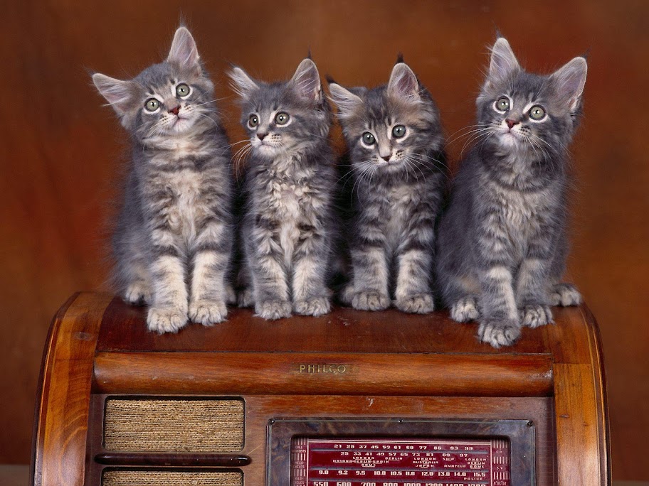 Meow Meow cat Meow Meow (32).jpg MeowMeow -  http://henku.info