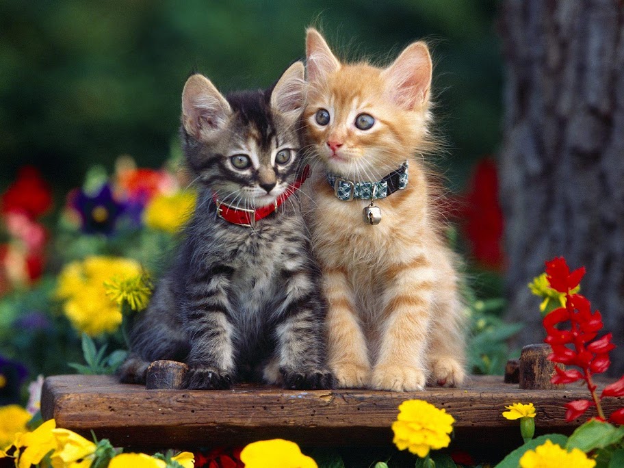 Meow Meow cat Meow Meow (33).jpg MeowMeow -  http://henku.info
