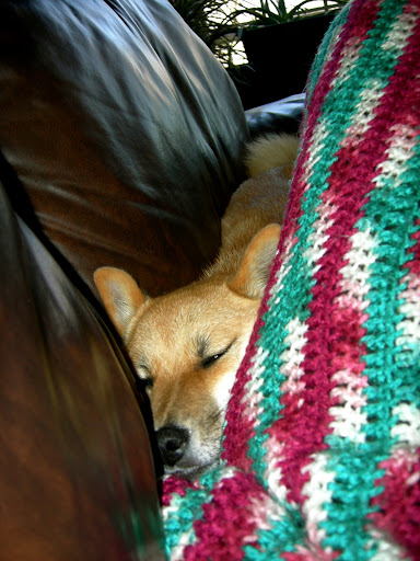 Lucy snuggling close up