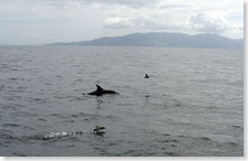Dolphin