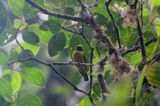 Fulvous-vented%20Euphonia.jpg?imgmax=512 (41772 bytes)