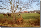 Arnhem Countryside Jan 6 08 - 32