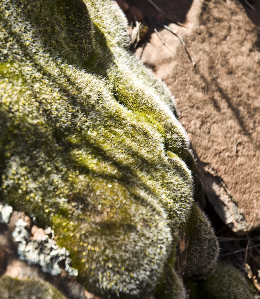 DSC_0018 velvety green on the rock munds trail en az.jpg