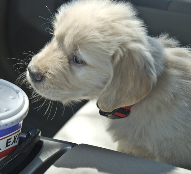 DSC_0091 kodiak bear going home with us for the first time en az.jpg