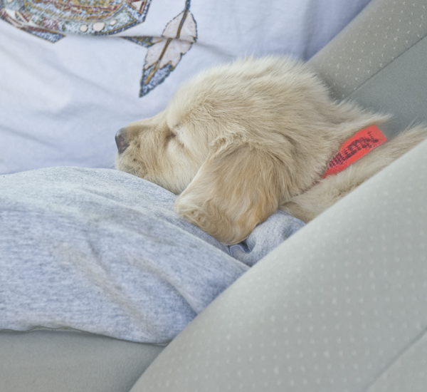 DSC_0110 cody sleeping on dave s leg on way home en az.jpg