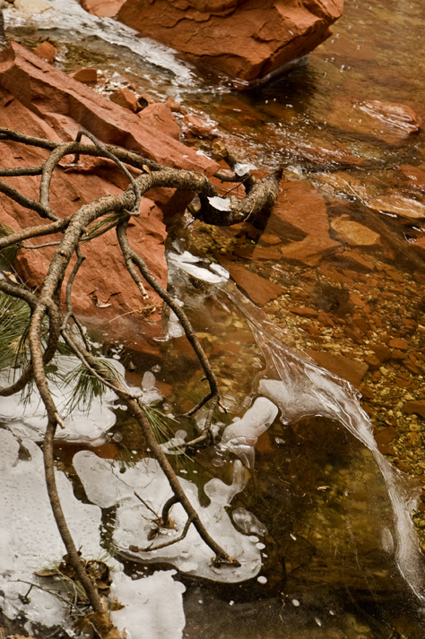 DSC_6916 pine tree caught in ice on oak creek west fork trail en az.jpg