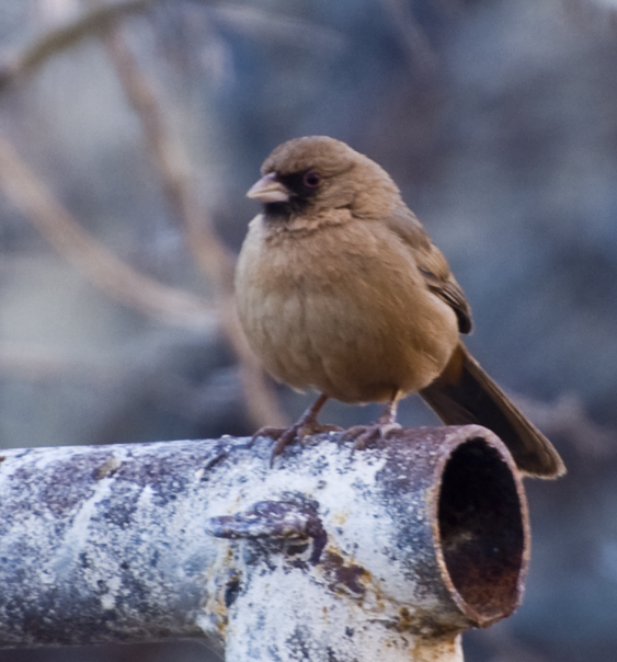 DSC_0175 abert s towhee en az.jpg