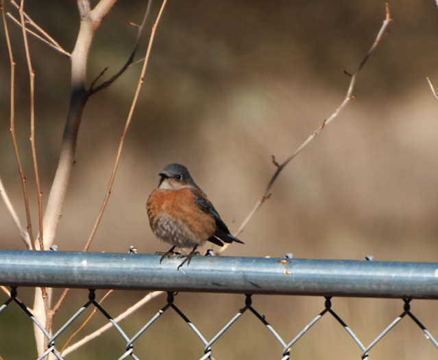 DSC_0178 female Blue Bird on backyard fence en az.jpg