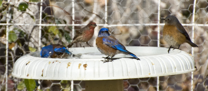 DSC_0189 blue bird taking a winter bath en az.jpg