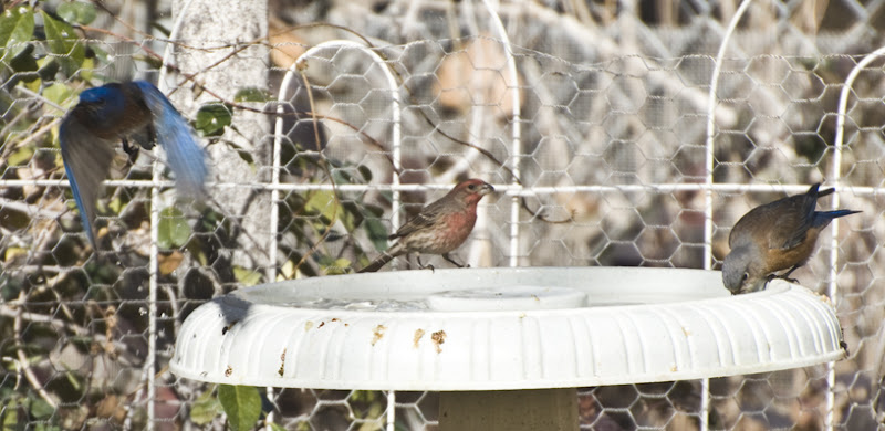 DSC_0190 blue bird in flight from water bowl en az.jpg