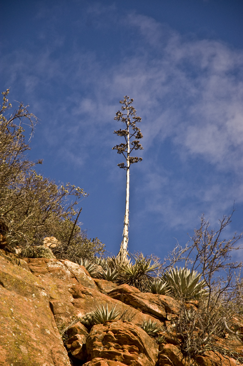 DSC_6799 dead century plant reaching for az sky west fork trail en az.jpg