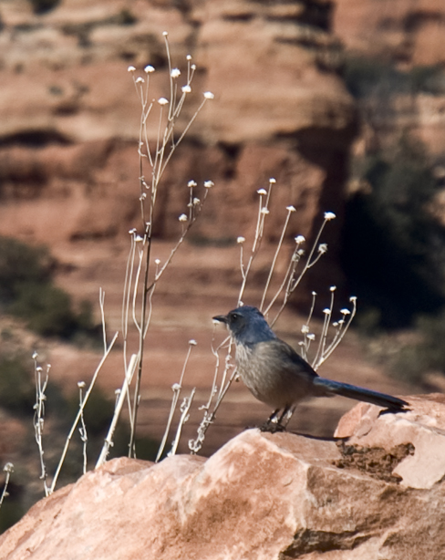 DSC_0006 scrub blue jay on cockscomb trail en az.jpg