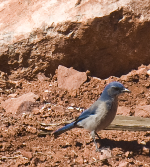 DSC_0013 scrub jay looking for food en az.jpg