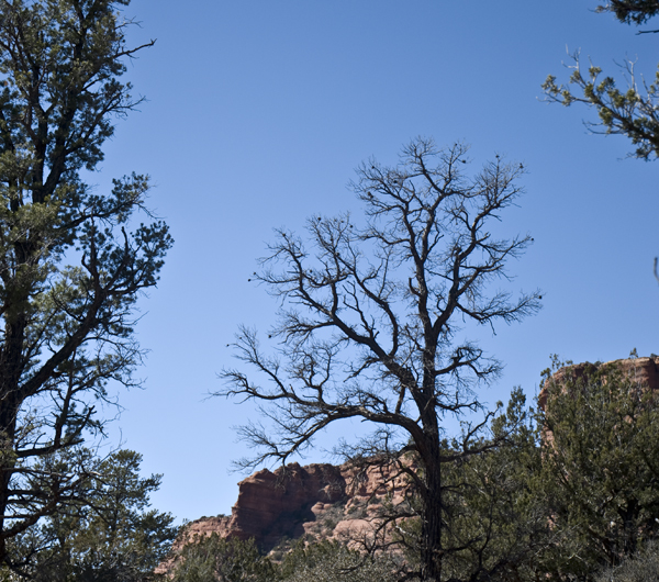 DSC_0044 dead tree en az.jpg