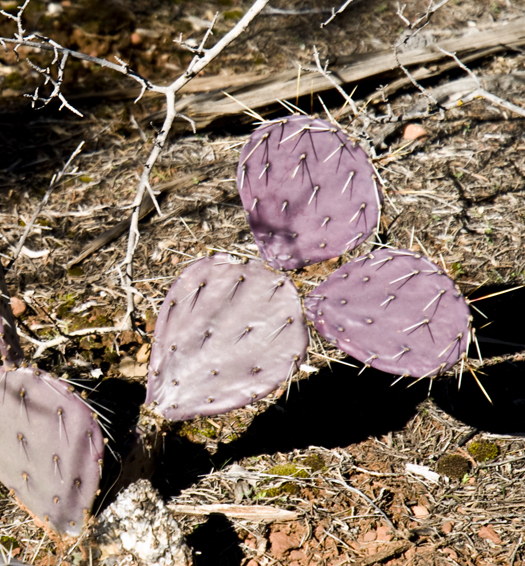 DSC_0078 prickly pear cactus turn purple by freezing temperatures en az.jpg