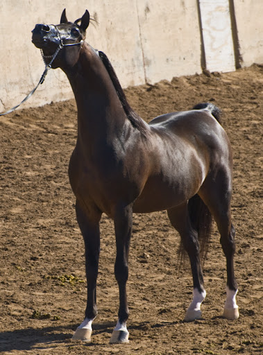 Arabian Halter Show