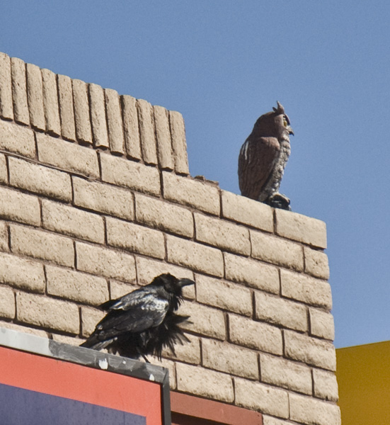 DSC_0037raven and owl en az.jpg
