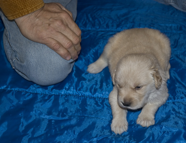 DSC_0074 dave and his chosen puppy Cody en az.jpg