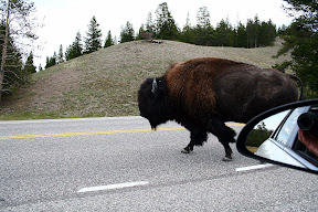 Bisonte, Yellowstone