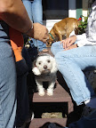 The dog stared me down.