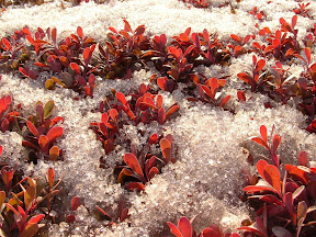 wild cranberries - a powerful superfood